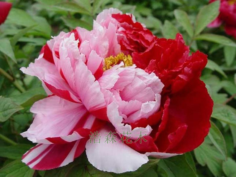 花二喬
