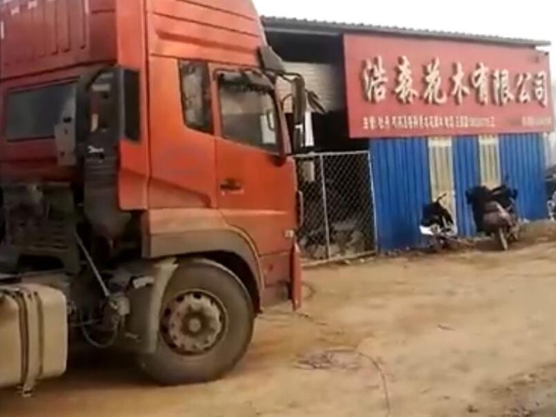 浩森10000棵觀賞牡丹發(fā)貨裝車(chē)