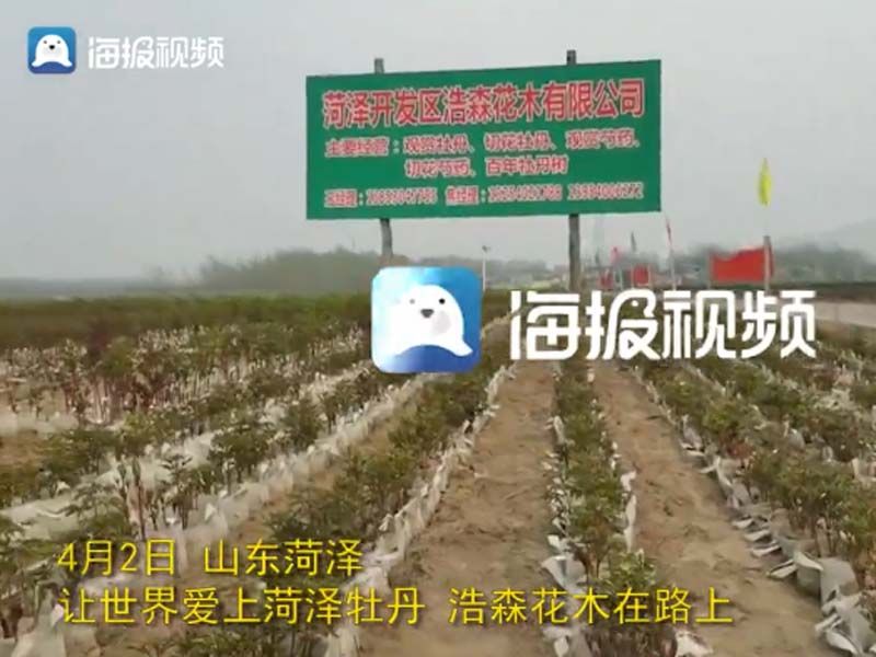 市牡丹產(chǎn)業(yè)中心、市宣傳部的領(lǐng)導(dǎo)及各大媒體來公司基地考察指導(dǎo)工作